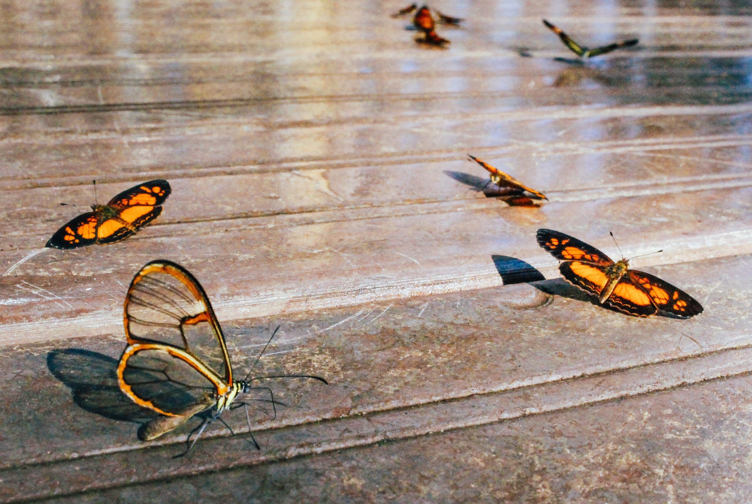 animals-biology-butterflies-1233330