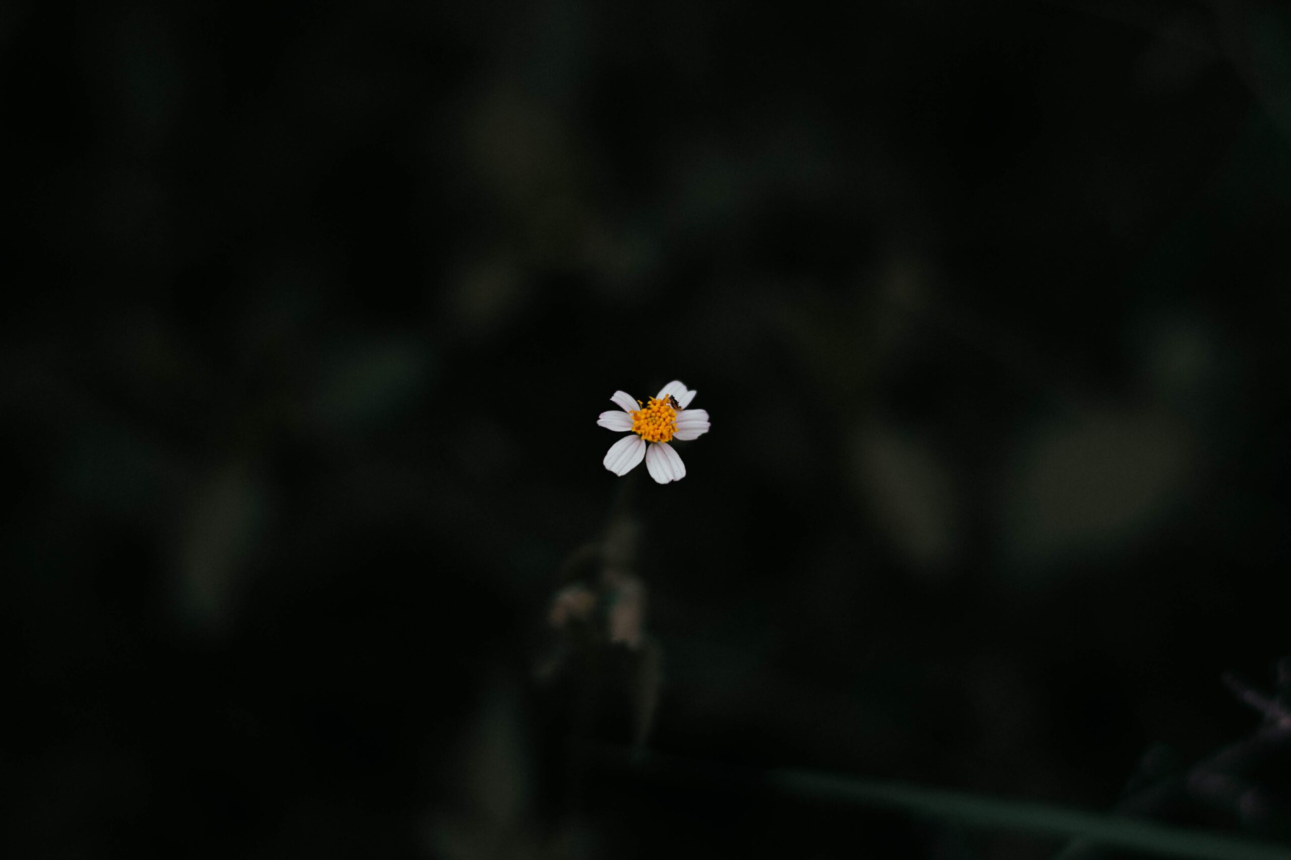 beautiful-flowers-blooming-blossom-1420769