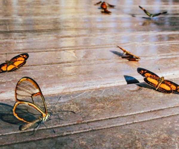 animals-biology-butterflies-1233330